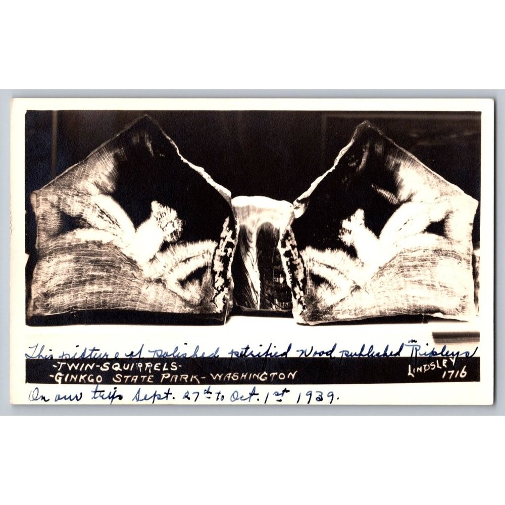Vintage 1939 Postcard Twin Squirrels Petrified Wood Ginkgo State Park WA #1553